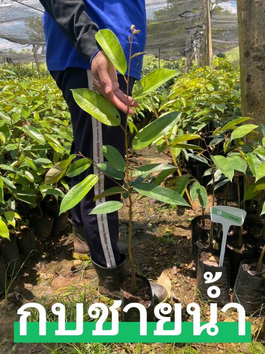 ต้นทุเรียนกบชายน้ำเสียบยอด-kob-chainam-durian-50-60cm
