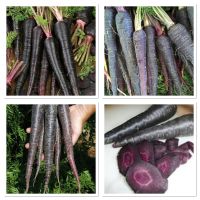 เมล็ดพันธุ์ แครอทดำ เนบิวล่า (Black Nebula Carrot Seed) บรรจุ 100 เมล็ด