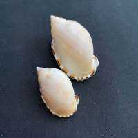 เปลือกหอยสังข์ไข่พระอาทิตย์ Sun Egg Conch Shell 3-5cm