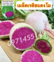 เมล็ดแรดดิชแตงโมแรดิชแตงโม (เปลือกเขียว เนื้อแดง) watermelon radish สายพันธุ์ OP  บรรจุ : 700-800 เมล็ด