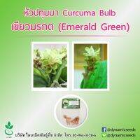 หัวปทุมมา พันธุ์ เขียวมรกต 5 หัว (Curcuma bulbs : Green Emerald 5 bulbs)