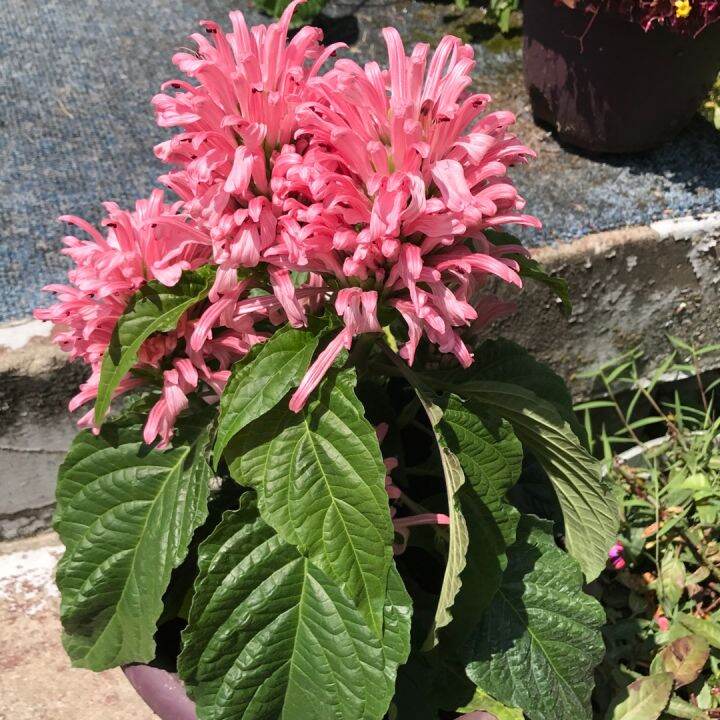 Justicia Carnea / Flamingo plant with FREE fertilizer and pot Lazada PH