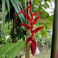 เฮลิโคเนีย เวลเลอริจิร่า เรด ฮาวเลอร์ Heliconia Vellerigera red howlers 1หน่อพันธุ์ สายพันธุ์หายาก น่าสะสม อ่านรายละเอียดก่อนซื้อไม่มีเก็บปลายทาง