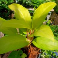 ฟิโลเดรนดรอนสีทอง  Golden Philodendron (ต้นไม้มงคล) ฟอกอากาศ กระถาง 3 นิ้ว