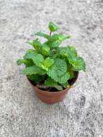 ต้นสะระแหน่ กระถาง 4นิ้ว ?#ผักสวนครัว ?(ซื้อ3 แถม 1กระถาง) 4inch Pot’s? Pepper mint Plant #herb ?(buy 3 get 1 free) #หอมด่วน ขะแยะ มักเงาะ สะแน่