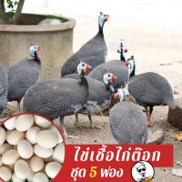 ไข่เชื้อไก่ต๊อก ชุด 5 ฟอง สำหรับฟัก