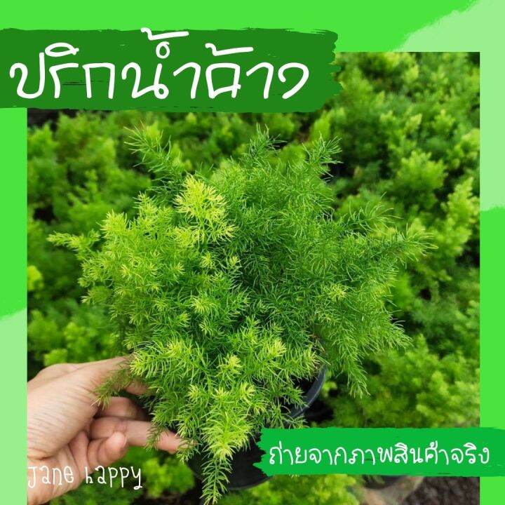 ต้นปริกน้ำค้าง-ส่งในกระถาง-6-นิ้ว-ต้นฟูๆเขียวๆ