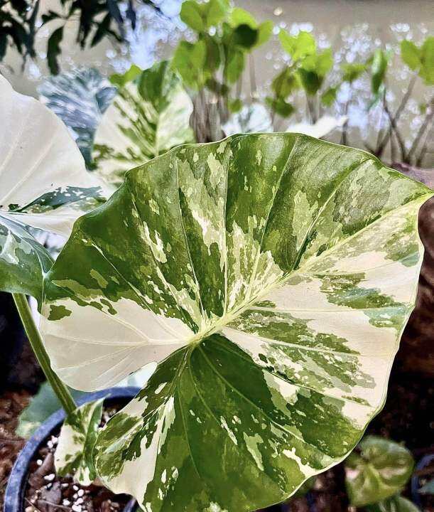 ไม้ด่าง-บอนหูช้างด่างขาว-alocasia-gageana-albo-variegated-คัดต้นด่างแล้วส่ง-ไม่ต้องลุ้น-กระถาง4นิ้วรากเดินดี-ต้นหูช้าง-ช้างขาว-ต้นช้างขาว-หูช้างด่าง-รอดแล้วรากเดินดี-รดน้ำวันละครั้ง-ชอบที่ล่มรำไร-ไม่ค