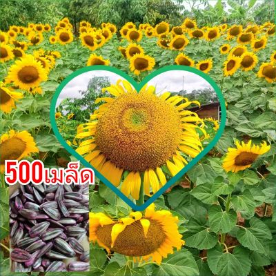 เมล็ดพันธุ์ทานตะวันดอกใหญ่ 500 เมล็ด โชว์ดอก ให้ผลผลิตสูง