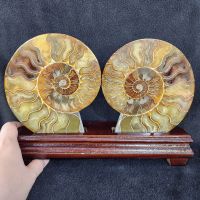 ฟอสซิลหอย แอมโมไนท์ แอมโมไนต์ ฟอสซิล(Ammonite)สูงพร้อมฐาน 19.3 ซม.
หน้ากว้างพร้อมฐาน 26.5 ซม.
หนาพร้อมฐาน 5 ซม.
น้ำหนักรวม 2 ชิ้น
พร้อมฐาน 1,289.8 g.