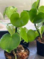 ฟิโลเดนดรอนใบรูปหัวใจ (Philodendron grazielae) น่ารักๆ