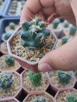 แมมช้าง โครีแฟนทา Coryphantha ???????