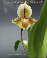 Paph.exsul - ใครไม่ซื้อ ถือว่าพลาดจริงๆค่ะ มีมากกว่า 10หน่อ รายละเอียดในภาพ - กล้วยไม้รองเท้านารีเหลืองกระบี่ เลี้ยงในกระถางขนาด 5 นิ้ว เป็นไม้เมล็ดแล้วแยกหน่อ แต่ละกระถางมีหลายหน่อตั้งแต่ 11 -15หน่อ มีทั้งที่แทงช่อและไม่แทงช่อ ต้นไม้แข็งแรงสมบูรณ์ดีค่ะ