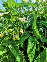 เมล็ดถั่วพูสีเขียวฝักใหญ่(big green winged bean seeds)เป็นพืชล้มลุก นิยมนำมาทำอาหารประเภทยำ กินสด แกงส้ม(พันธุ์แท้สามารถเก็บเมล็ดทำพันธุ์ต่อได้)