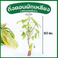 กิ่งผักเหลียงขนาดความยาว80ซม. ความยาวพิเศษ