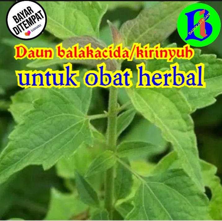 Daun Kirinyuh Balakacida Fres Baru Obat Herbal Kg Lazada Indonesia