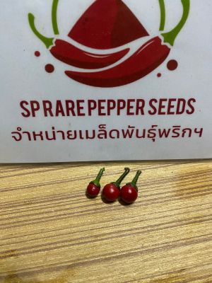 🌶️พริก Black Pearl (ไข่มุกดำ)