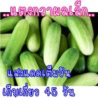 เมล็ดพันธุ์ แตงกวา(ไม่ใช่แตงร้าน) 50เมล็ด