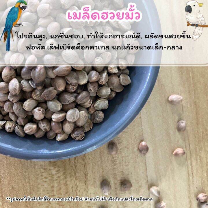 ฮวยมั้ว-เมล็ดฮวยมั้ว-อาหารฝึกนก-ขนมนก-อาหารนก