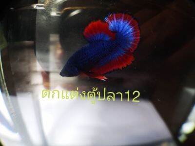 ตกแต่ง​ตู้ปลา​ สีธงชาติ​ ผ1แถม​ ม1​ สวยคุ้มเกินราคา​ อ่าง17