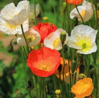 เมล็ดพันธุ์ ดอกป็อปปี้ คละสี (Poppy Flower Mix Seed) บรรจุ 200 เมล็ด