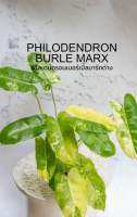 Philodendron Burle Marx เบอร์มาร์ค ส่งแบบกระถาง 4 นิ้ว