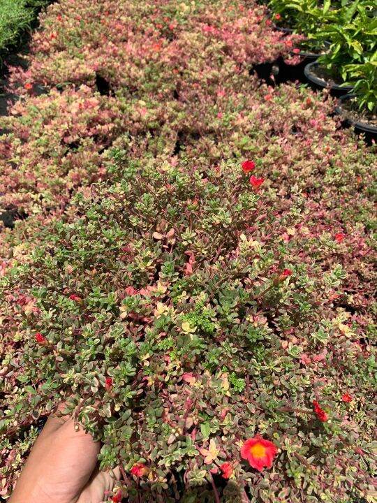 ต้นไม้ประดับ-คุณนายด่าง-คุณนายตื่นสาย-ไฮโซด่าง-portulaca-กระถางแขวน-8-นิ้ว-สูง-10-20-ซม-ไม้ประดับ-ไม้ดอก-ไม้มงคล-ต้นไม้