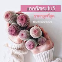 [ถูกที่สุด]แคคตัส กระบองเพชร เรนโบว์  Rainbow cactus