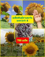 เมล็ดพันธุ์ทานตะวัน 700 เมล็ด(อะควอร่า6)โชว์ดอกใหญ่ให้ผลผลิตสูง