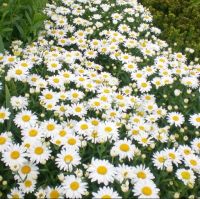 เมล็ดพันธุ์ ดอกเดซี่ สีขาว (Silver Princess Shasta Daisy Seed) บรรจุ 50 เมล็ด คุณภาพดี