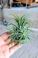 Tillandsia hanging