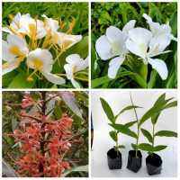 ดอกมหาหงส์หรืออีกชื่อหนึ่งเรียกดอกสะเลเตค่ะทั้ง3สีจะส่งเป็นต้น สูงประมาณ50 ซม. มีทั้งหมดด้วยกัน3ต้นสีตามรุปเลยค่ะ