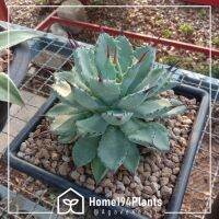 agave macrocantha x potatorum compact