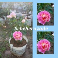 Scheherazadeเป็นกุหลาบพุ่มดอกดกเลี้ยงง่ายดอกหอม