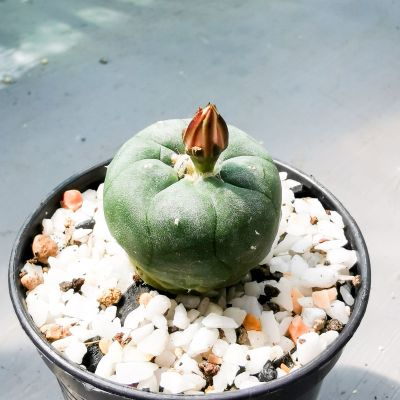 โลโฟโฟร่า Lophophora fricii ดอกสีชมพู