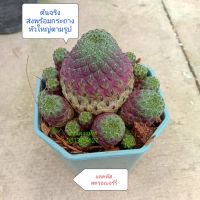 สตรอเบอร์รี่ strawberry cactus กระบองเพชร แคคตัส สวนลุงแท็ค