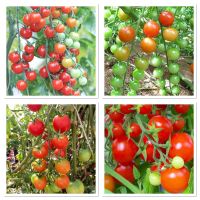 เมล็ดพันธุ์ มะเขือเทศ เชอร์รี่ สวีทปริ๊นเซส (Tomato Sweer Princess) บรรจุ 30 เมล็ด สีแดงสด ทรงกรง รสชาติหวาน