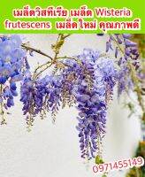 เมล็ดวิสทีเรีย8เมล็ด  Wisteria frutescens   เมล็ดบอนไซ  เมล็ดใหม่  คุณภาพดี  FL-09501