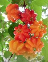 ต้นมะยมแดง??ไม้ยืนต้นขนาดเล็ก ติดผลดก ผลสุกสีส้มหรือสีแดง รสชาติเปรี้ยว ต้นพร้อมปลูก