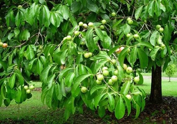 Anak pokok buah asam kandis, garcinia parviflora pengganti asam gelugur ...