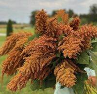 เมล็ดพันธุ์ผักโขมดอกส้ม ฮอท บิสกิต Hot Biscuit Orange Amaranthus Seed บรรจุ 150 เมล็ด ของแท้ คุณภาพดี ราคาถูก