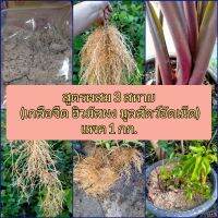 สูตร3สหาย สร้างการเติบโตทุกส่วนของพืช