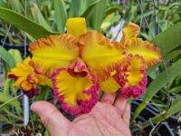 กล้วยไม้แคทลียา Samphran Gold #cattleya