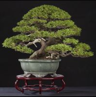 เมล็ดพันธ์ุ สนแผงญี่ปุ่น สนฮิโนกิไซเปรส (Japanese Pine Bonsai Seed) บรรจุ 5 เมล็ด เมล็ด บอนไซ นำเข้า พันธุ์แท้100%