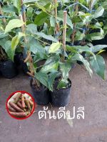 ต้นดีปลี ( Long Pepper ) สมุนไพรฤทธิ์เผ็ดร้อน พืชตระกูลพริกไทย ประโยชน์และสรรพคุณเป็นยาบำรุงกำลัง ช่วยเจริญอาหาร ขับเสมหะ แก้ท้องเสีย ช่วยขับลมได้ดี