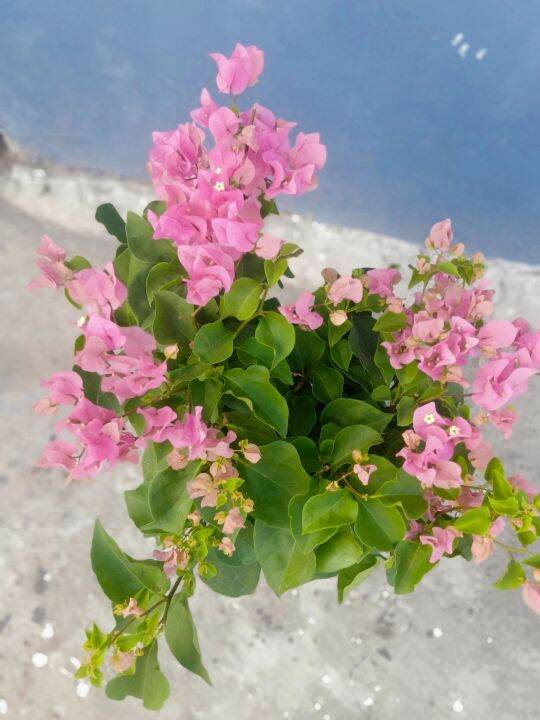 Bougainvillea Plant ( Baby Pink) Lazada PH