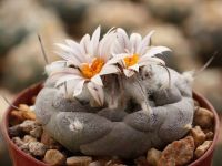 เทอบิ แคคตัส Turbinicarpus Jauernigii  กระถาง 2 นิ้ว ขนาด ประมาณ 2 เซนกว่าๆ