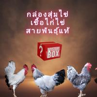 ไข่เชื้อไก่ไข่สายพันธุ์แท้แบบสุ่ม ทางร้านจัดไห้คุ้มค่าแน่นอน