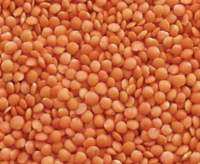 Masoor Dal 1kg