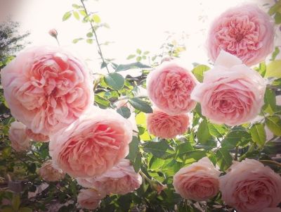 Abraham darby (อับราฮัม ดาร์บี้) English Rose (กุหลาบอังกฤษ) Shrub (ทรงพุ่มขนาดใหญ่) เลี้ยงง่าย โตไว ให้ดอกเก่ง หอมแรง